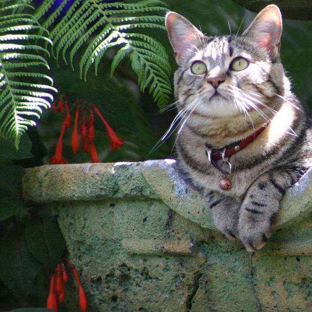 What is so special about a Savannah Cat?